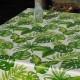 monstera